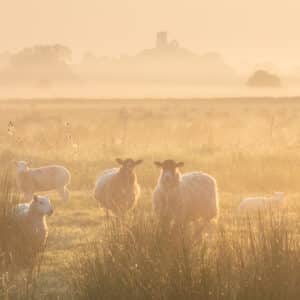 A landscape photography print of a misty sunrise with sheep at Burrow Mump on the Somerset Levels