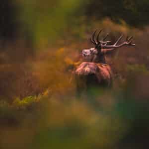 Framed Print of Red Deer in Richmond Park