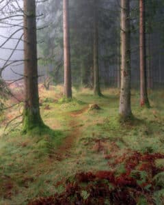 Fine Art Print Stockhill Woods