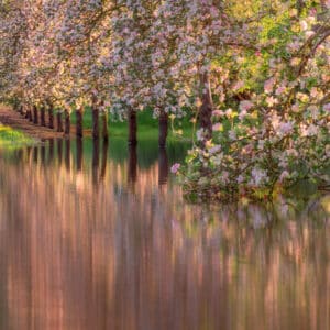 Fine Art Photo of an Orchard Near Taunton