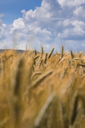Fine Art Print of a field and Wellington Monument