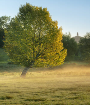 Misty Sunrise at Glastonbury Tor