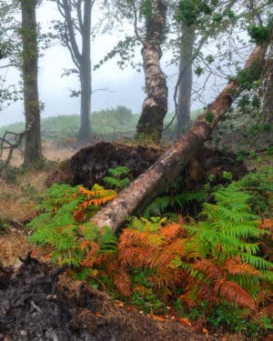 Fine Art Print birches at Staple Plantation