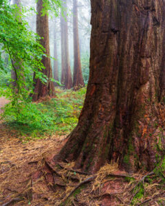 Sequoila Trees in Bristol