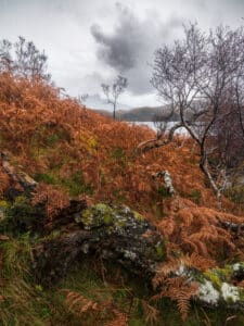 Birch Trees in Inverpolly Autumn
