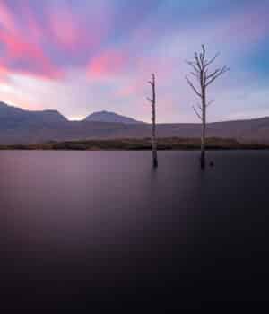 Loch Assynt Trees
