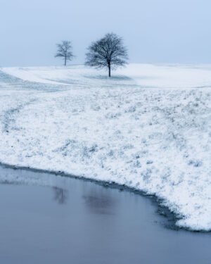 Snow Trees at Ashton Court