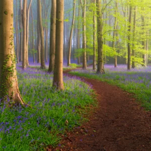 Bluebells in Somerset