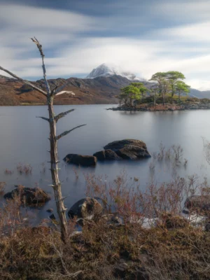Scotts Pines on Loch Maree