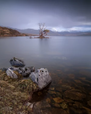 Bonsai-like tree on Island