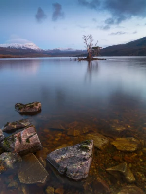 Scotts Pines Bonsai Loch Assynt